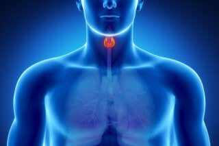 The Thyroid-Gut Connection