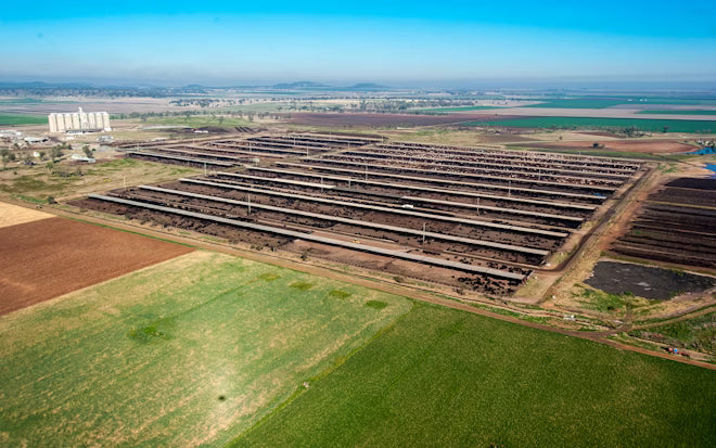 Feed Lots in Australia