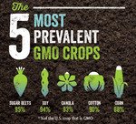 Weighing the Pros and Cons of GMO