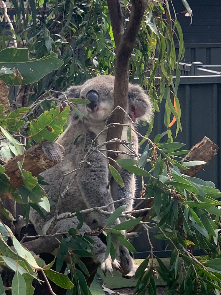 Your Role in Helping at the Koala Hospital