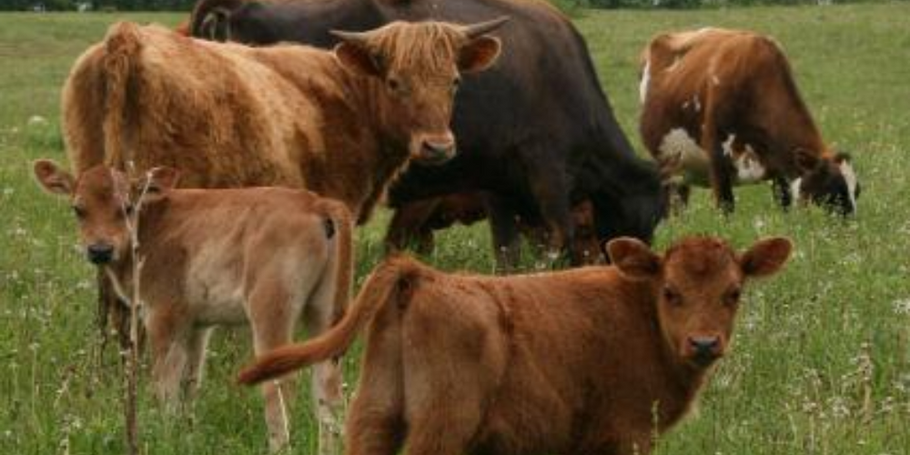 Grass-Fed Meat vs Grain-Fed Meat