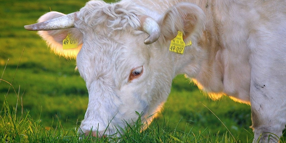 Grass-fed or Grain-fed Cattle - What's the Difference?
